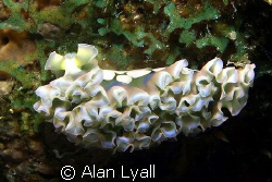Lettuce slug - Bonaire - Canon EOS350D; EF-S 60mm; single... by Alan Lyall 
